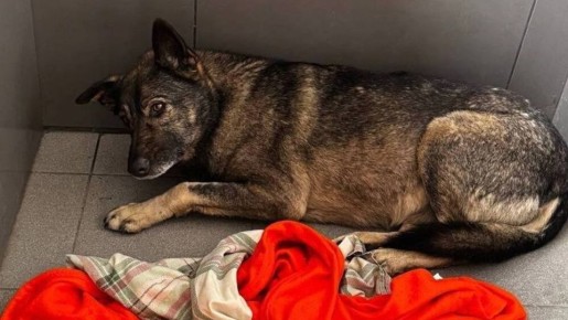 Скандал вокруг «Додо Пиццы»: курьер уволен за спасение бездомной собаки