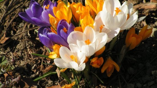 �������: �����, ������� �������� �������� �������