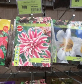 ��� ��������� ������ � ������� ����������� � ���������� ��������: �������� ������