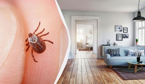 Клещи в вашем доме: как защитить себя и свои близкие