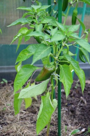 Выращивание перца на соломенных грядках: секреты успешного урожая