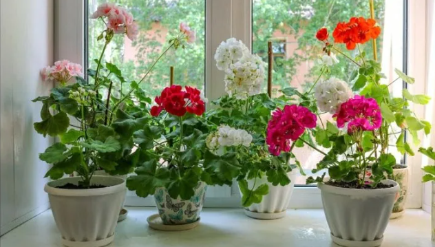 Как сделать герань цветущей 9 месяцев в году: секреты эффективной подкормки