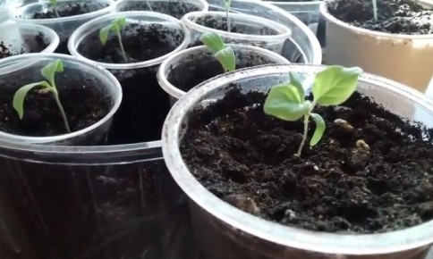 Причины скручивания листьев на баклажанах: что делать