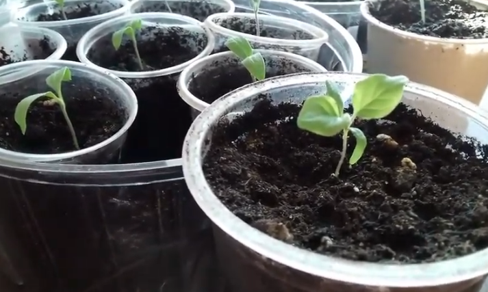 Причины скручивания листьев на баклажанах: что делать