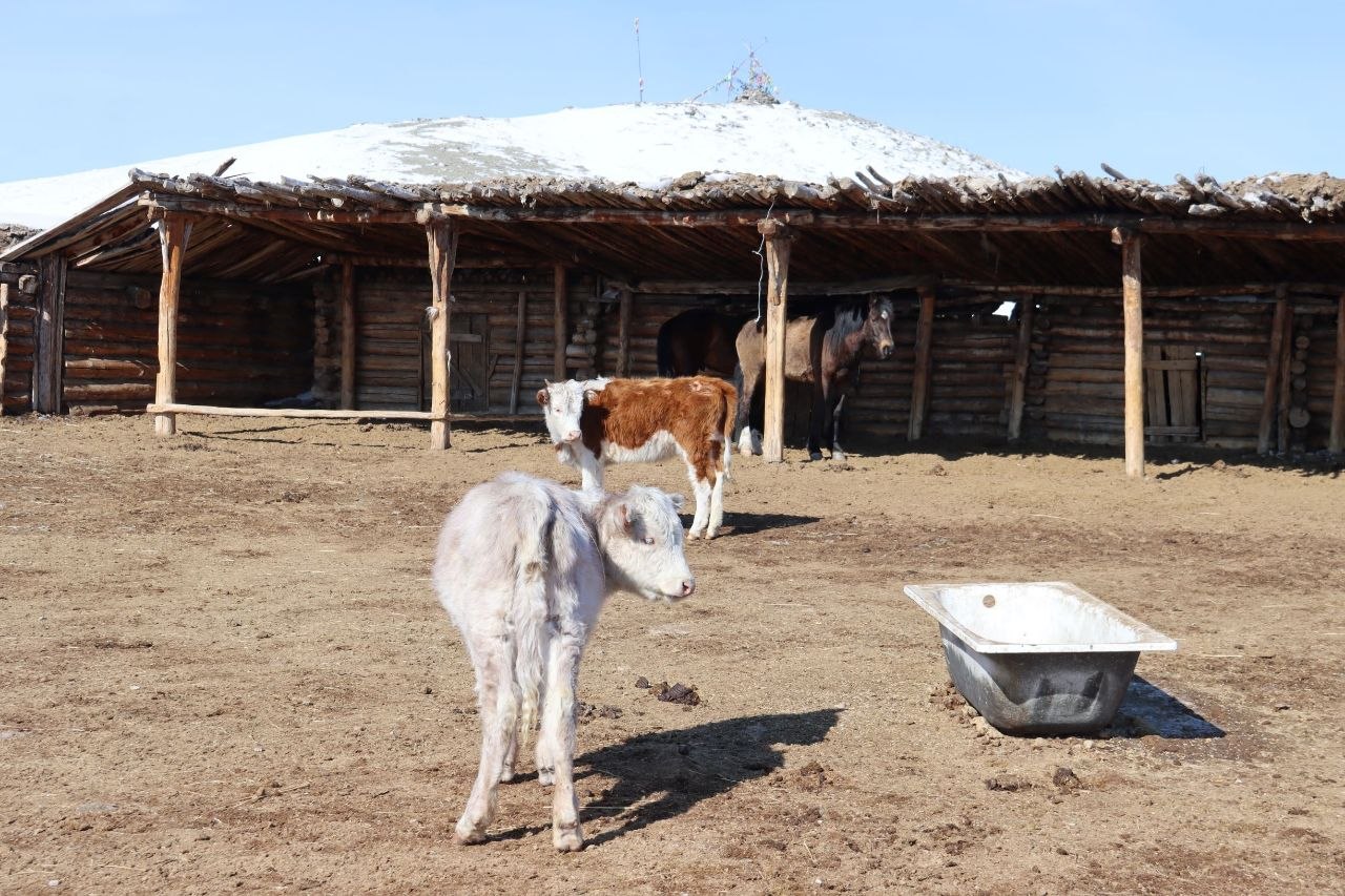 Профильный комитет Верховного Хурала встретился с животноводами Овюрского района Профильный комитет Верховного Хурала встретился с животноводами Овюрского района