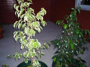 Искусство ухода за фикусами Бенджамина: секреты роста и размножения