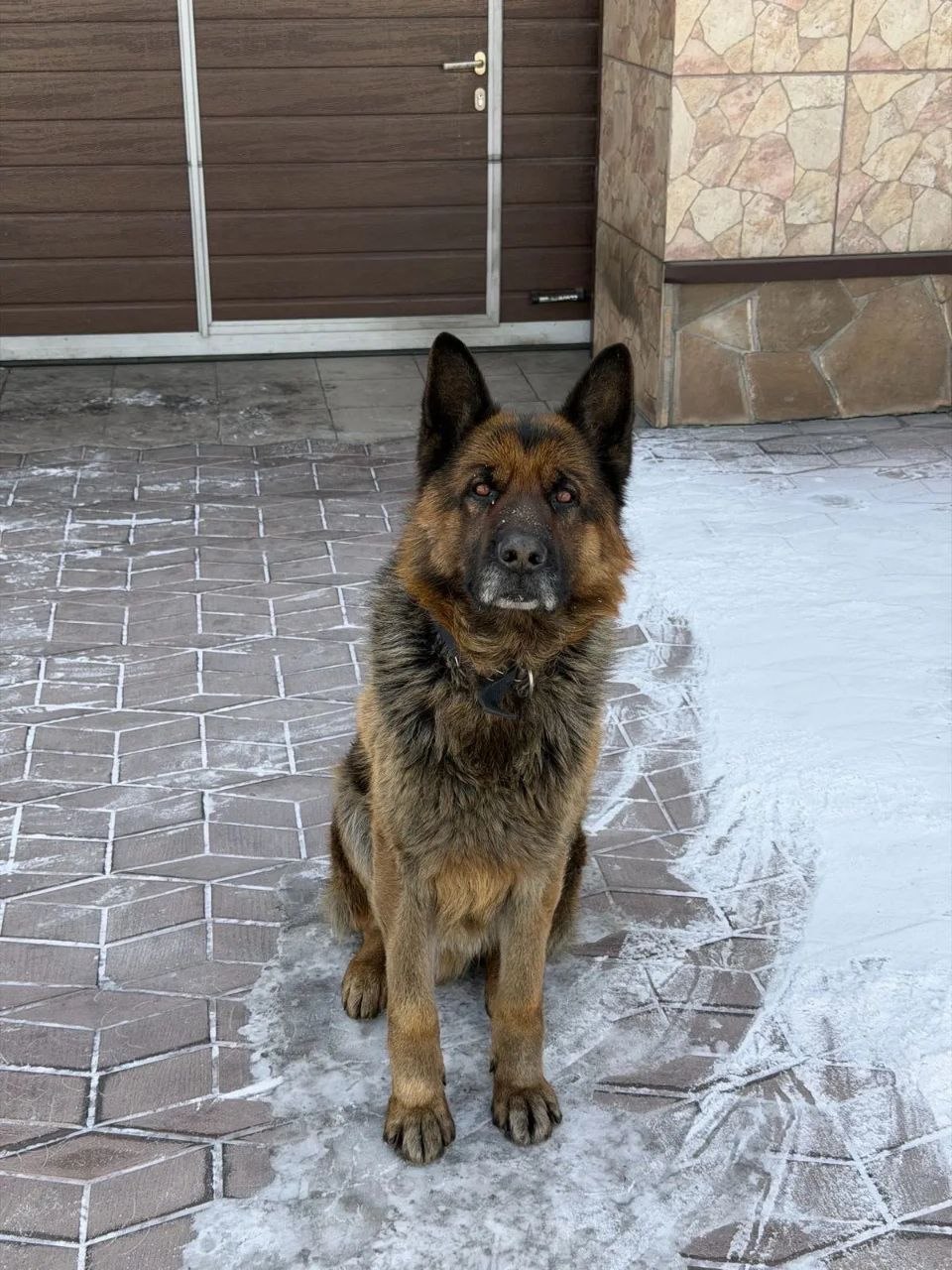 Помогите найти Рекса.. Немецкая овчарка, 4 лет, домашний питомец, добрый, случайно выбежал со двора в районе 17 школы