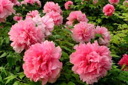 ���� ��������� �������: ������� � ���� �� ���������� ������