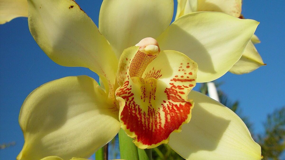 Как восстановить орхидею после цветения: простые шаги к успеху