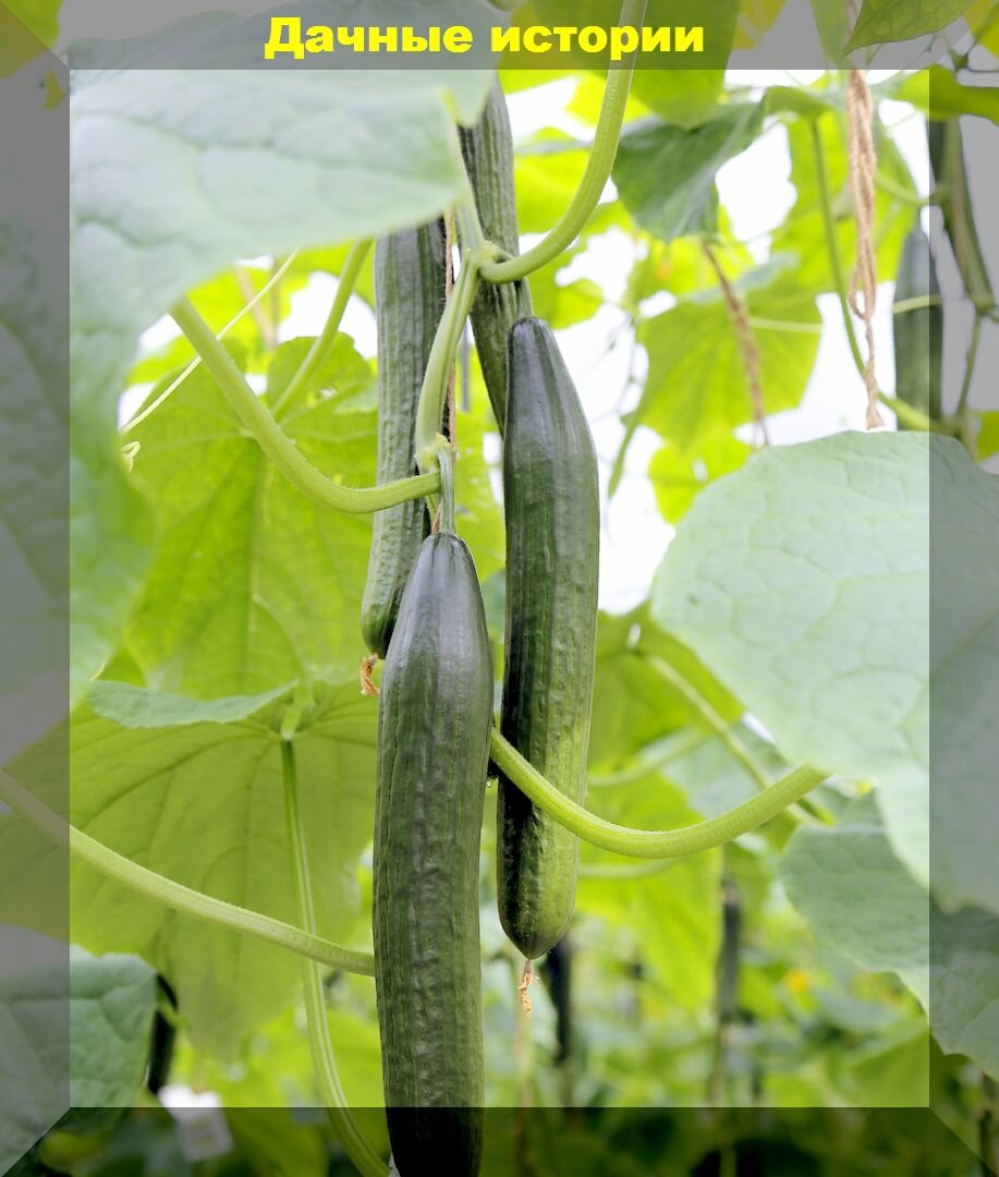 Как справиться с проблемами огурцов: советы для успешного урожая