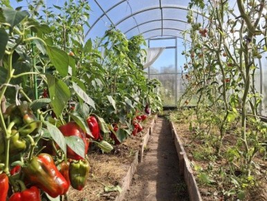 Сентябрь в теплице: урожай и наблюдения