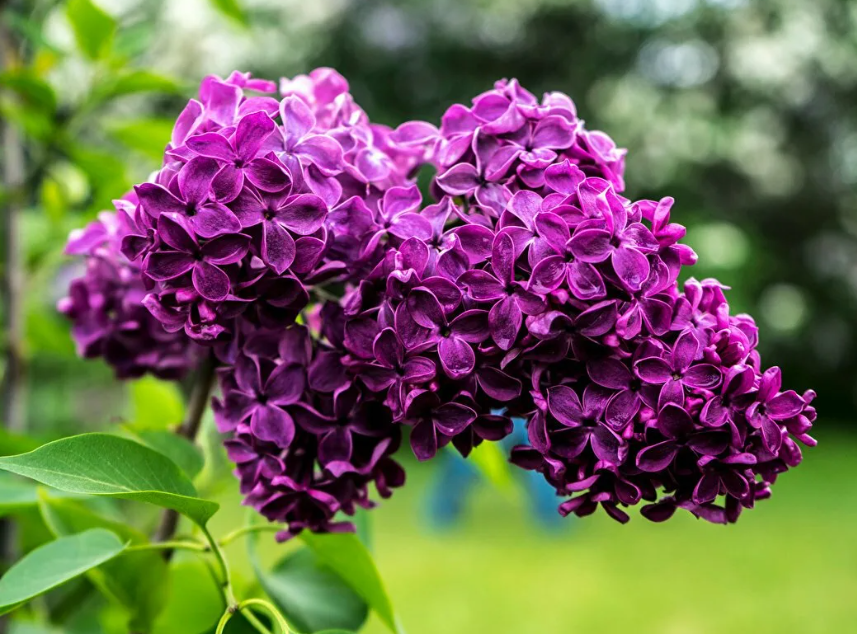 Весна в саду: секреты обрезки декоративных кустарников