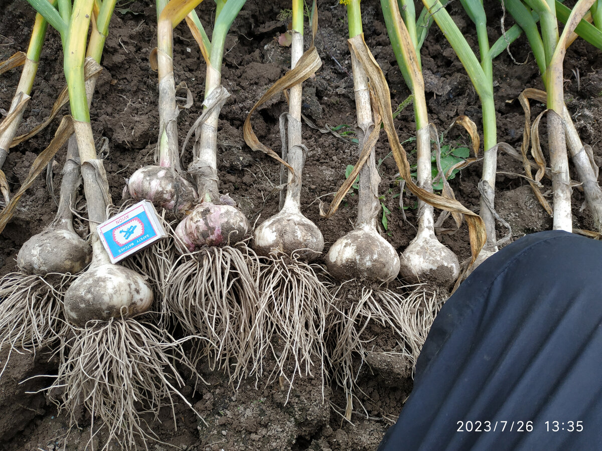 Как подготовить грядку для богатого урожая чеснока этой осенью