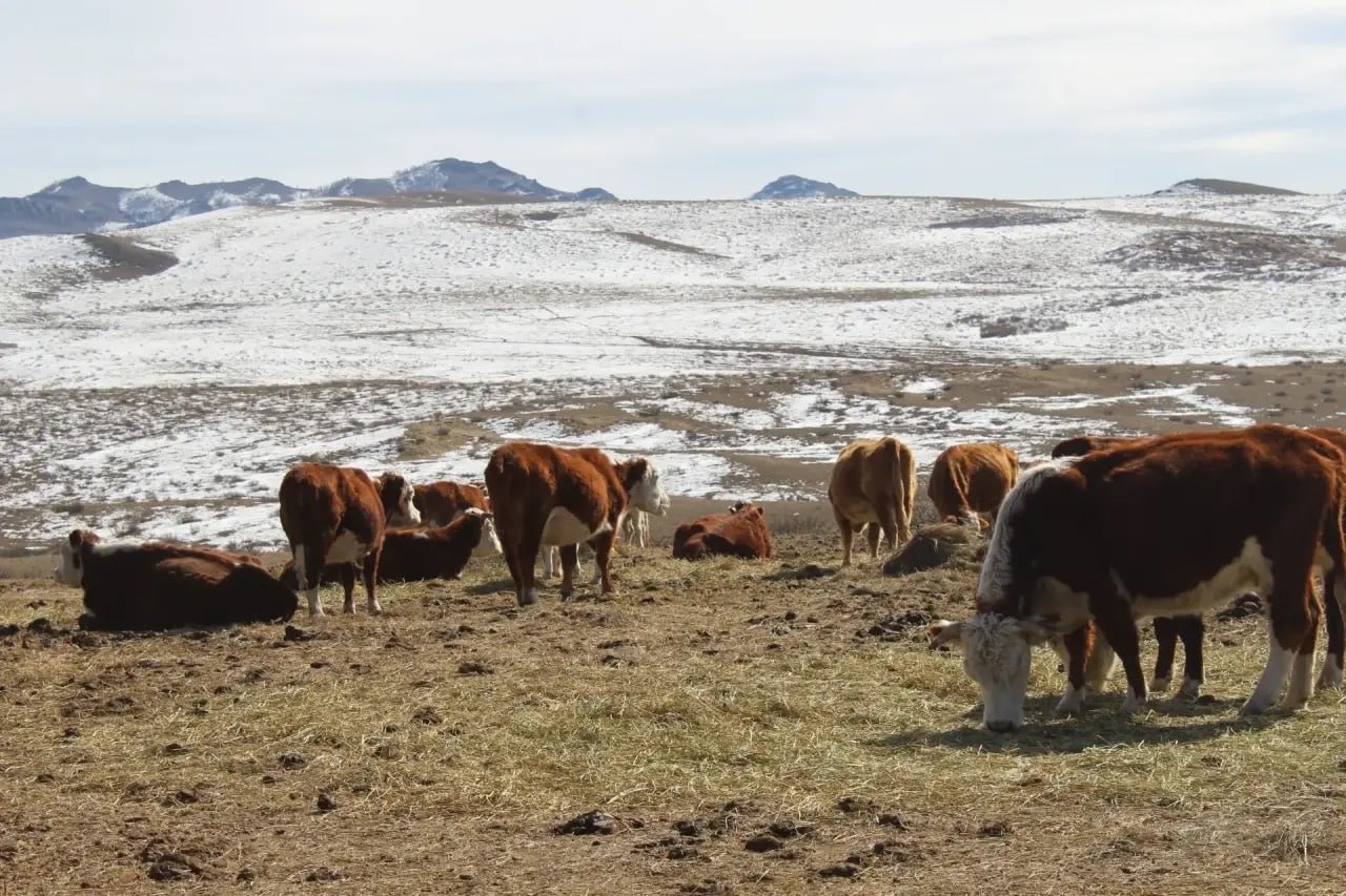 Участники программы «Герои Тувы» начали выездной модуль с посещения Дзун-Хемчикского района Участники программы «Герои Тувы» начали выездной модуль с посещения Дзун-Хемчикского района