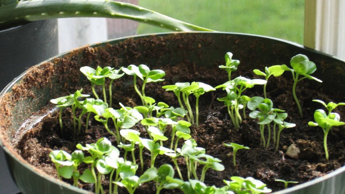 Почему рассада вдруг легла на землю?