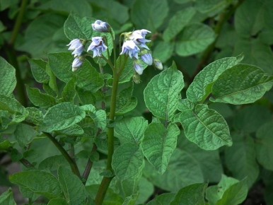 ���������� ���������: ���� � ��������� ������