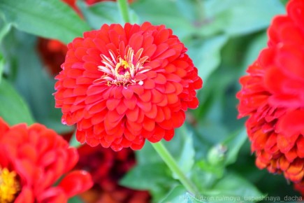 ��� �������� ������� �������� �����: ������ ������� �������