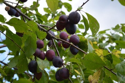 ����� ������� ����� ������: ������� ��������� �����