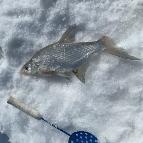 Дош адаандан балыктаашкын: Кубок Чаа-Хлде