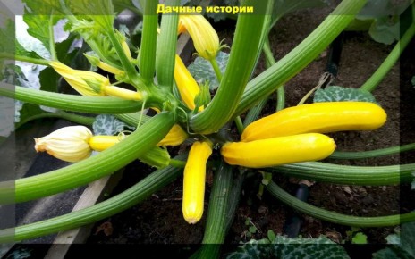 Лучшие сорта кабачков для вашего огорода