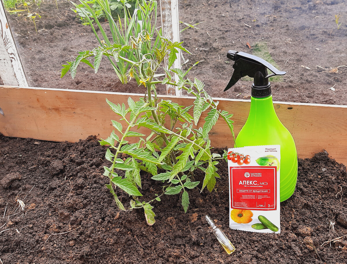 Как избавиться от белокрылки: эффективное применение препарата «Апекс»