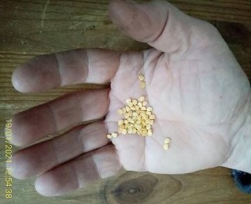 Секреты эффективной предпосадочной обработки семян для дачников