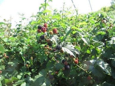 ������� �������� ��������� �������: ��� ������� ������� � ������� ����