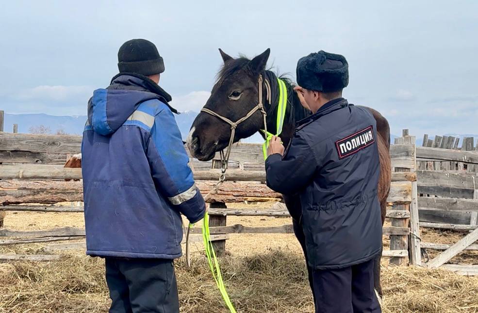 В Кызылском и Улуг-Хемском районах госавтоинспекторы призвали животноводов обозначить скот световозвращающими элементами В Кызылском и Улуг-Хемском районах госавтоинспекторы призвали животноводов обозначить скот световозвращающими элементами