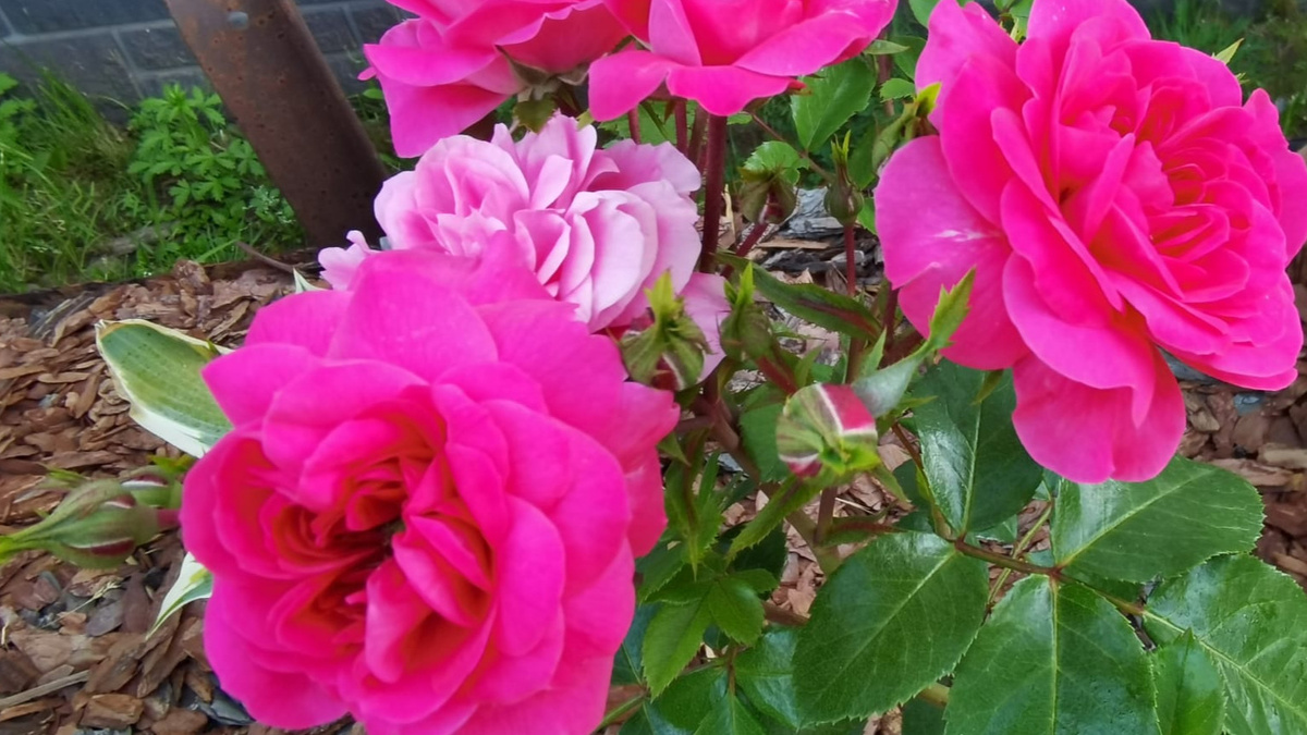 Как подкормка коровяком в июле помогает розам цвести до морозов