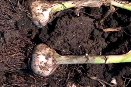 ������ ������: ������� ��������� � �����������