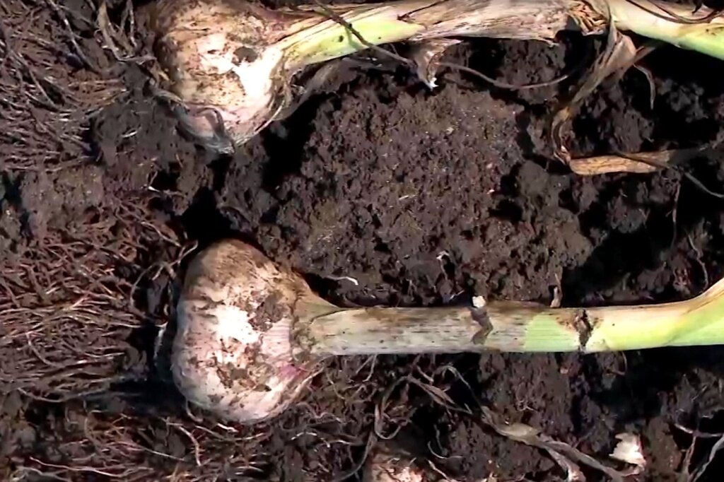 Яровой чеснок: секреты агрономии и гастрономии