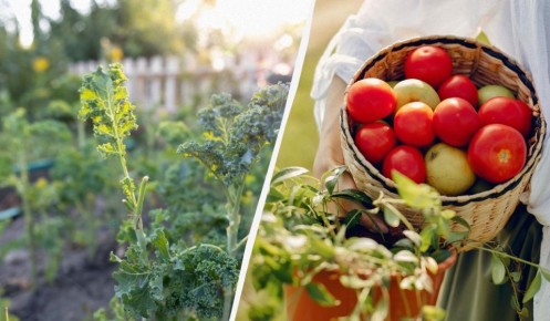 Неподходящие соседы для помидоров: как избежать гибели урожая