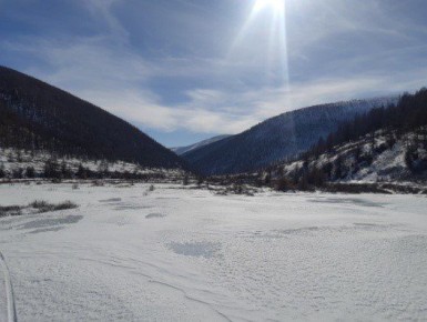 В Туве восстановят численность алтайского горного барана