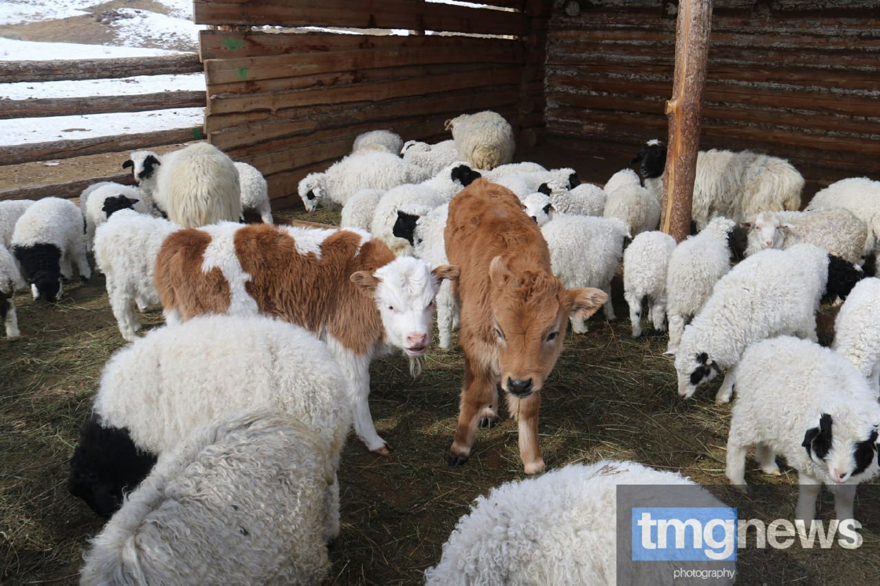 Строительная готовность Сибирского культурного кластера приближается к 75% Строительная готовность Сибирского культурного кластера приближается к 75%