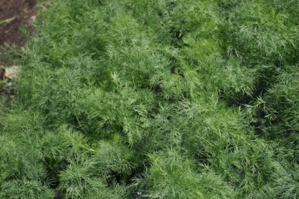 Как вырастить сочный укроп: секреты успешного ухода