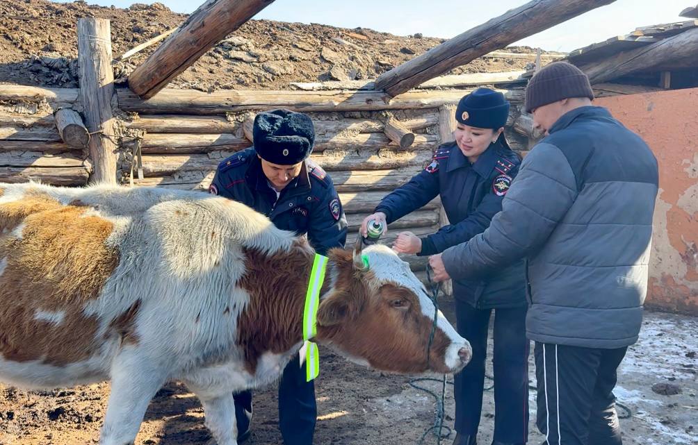 В Кызылском и Улуг-Хемском районах госавтоинспекторы призвали животноводов обозначить скот световозвращающими элементами В Кызылском и Улуг-Хемском районах госавтоинспекторы призвали животноводов обозначить скот световозвращающими элементами