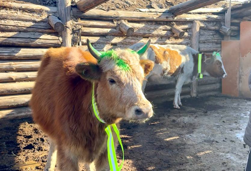 В Кызылском и Улуг-Хемском районах госавтоинспекторы призвали животноводов обозначить скот световозвращающими элементами В Кызылском и Улуг-Хемском районах госавтоинспекторы призвали животноводов обозначить скот световозвращающими элементами