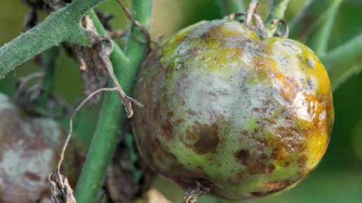 ��� ��������� ������������ ���������� ��� ������ �������: ���� ���, ������� ������� ���