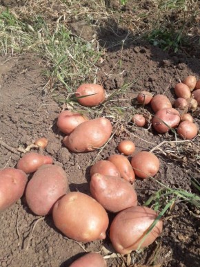 Как сохранить картофель в форме: советы по предотвращению мягкости клубней