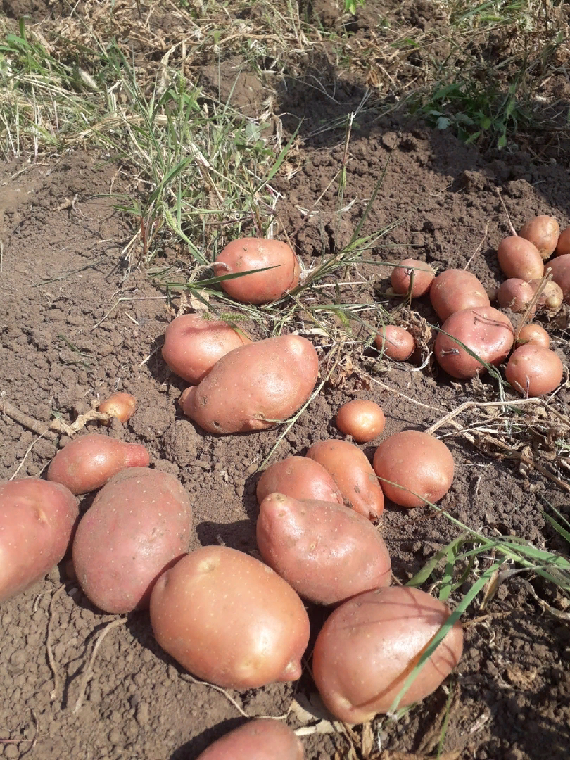 Как сохранить картофель в форме: советы по предотвращению мягкости клубней