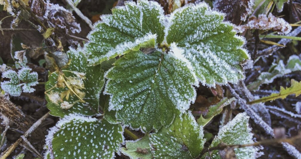 Как вернуть растениям жизнь после мороза: практическое руководство