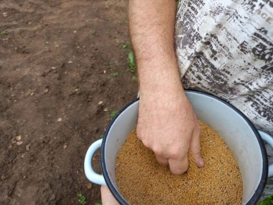 Горчица в теплице: как восстановить почву после помидоров