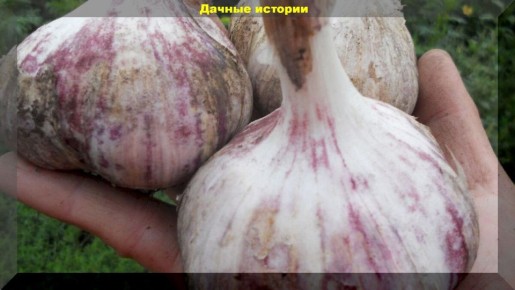 ����� ���������� ������: ������ � �������� ���������� � ������