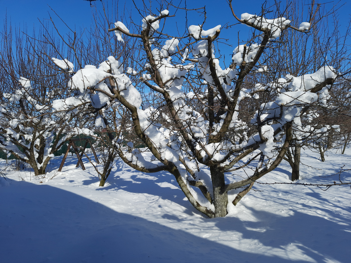 Подготовка сада к зиме: советы для успешного перезимования