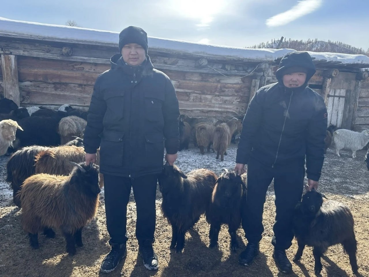 Ученые Тувы изучили генетический потенциал сельскохозяйственных животных Ученые Тувы изучили генетический потенциал сельскохозяйственных животных