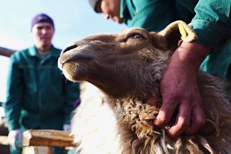 Важным событием 2025 года стало начало строительства в рамках ИПСЭР гостиничного комплекса «Cosmos Smart» в Кызыле Важным событием 2025 года стало начало строительства в рамках ИПСЭР гостиничного комплекса «Cosmos Smart» в Кызыле