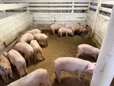 Владислав Ховалыг сообщил о результатах реализации новой Индивидуальной программы социально-экономического развития республики