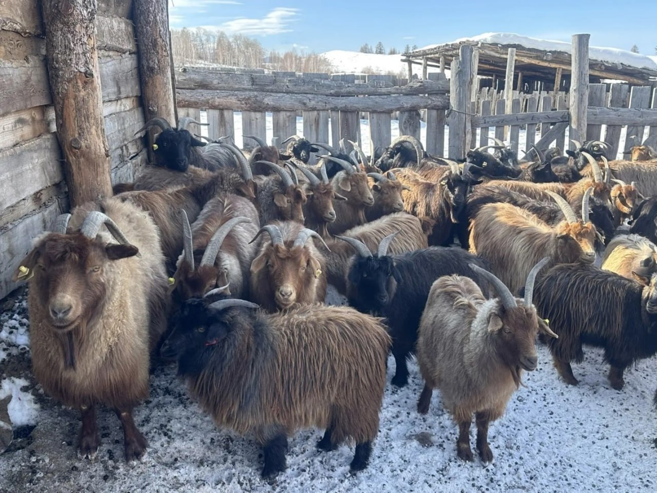 Ученые Тувы изучили генетический потенциал сельскохозяйственных животных Ученые Тувы изучили генетический потенциал сельскохозяйственных животных