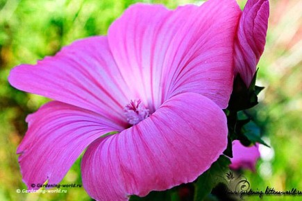 Лаватера: советы по посадке и уходу для начинающих садоводов