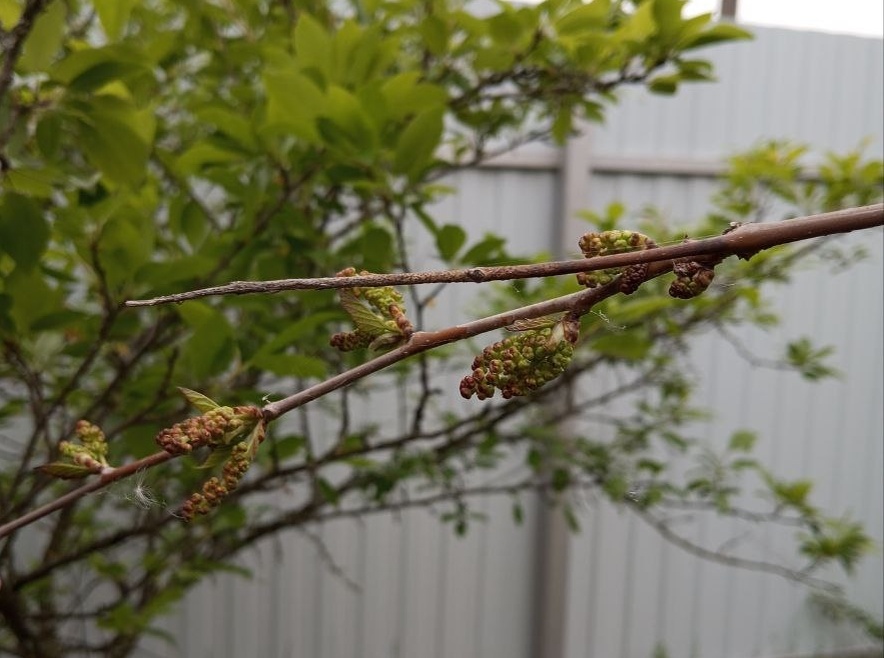 Шелковица: экзотика средней полосы России